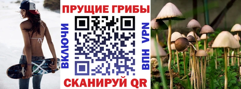 дарнет шоп  OMG рабочий сайт  Псилоцибиновые грибы Magic Shrooms  Новое Девяткино 